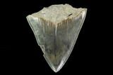 Bargain, Serrated Megalodon Tooth - Indonesia #149884-2